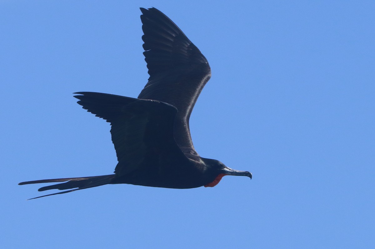 アメリカグンカンドリ - ML644442939