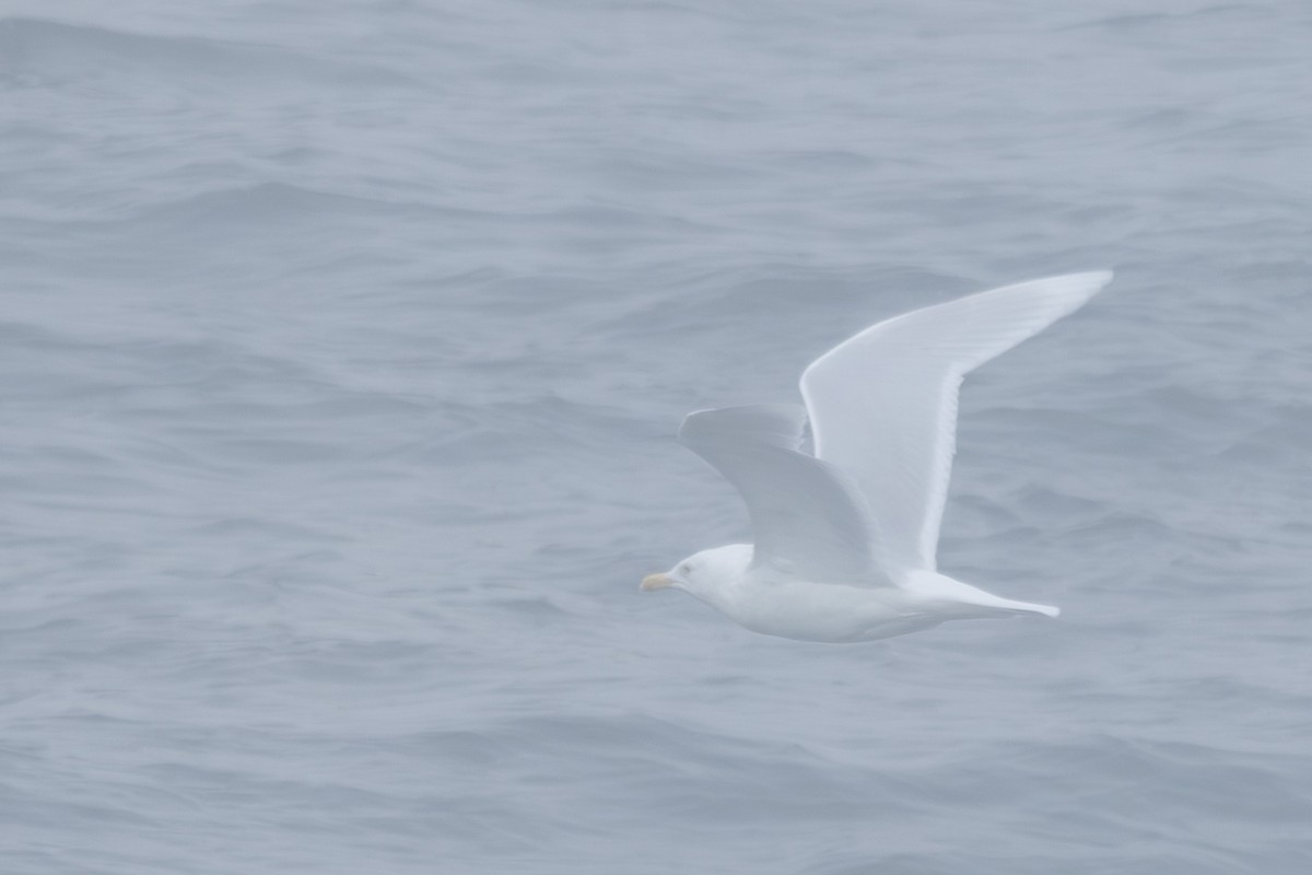 Ipar-kaioa - ML644442940