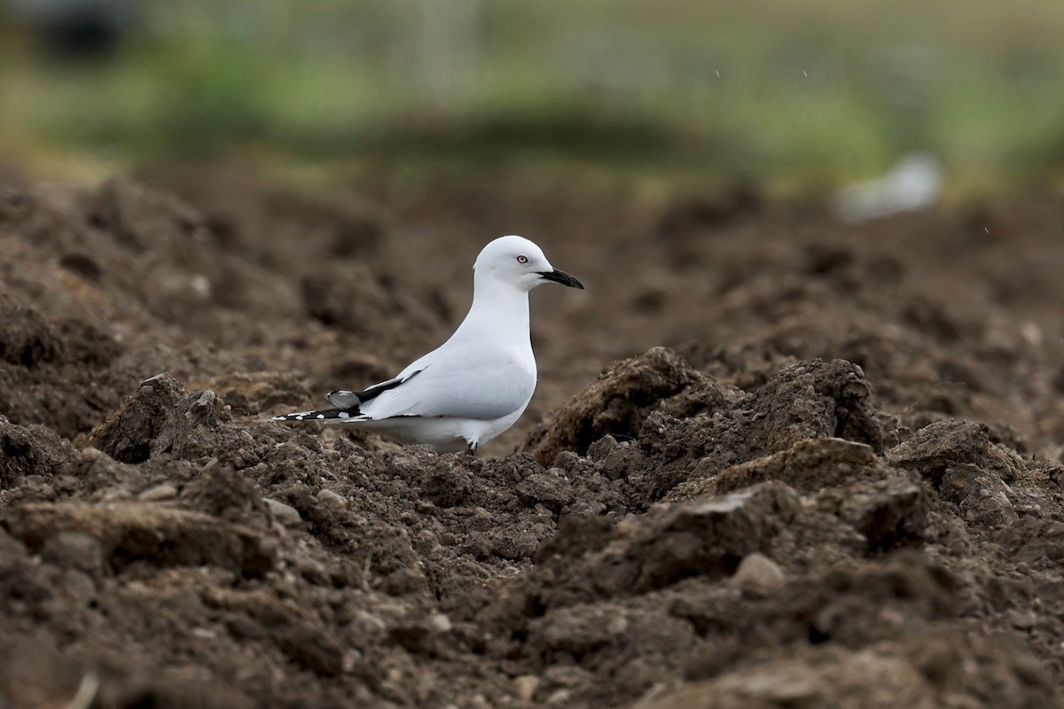 Маорийская чайка - ML644442942