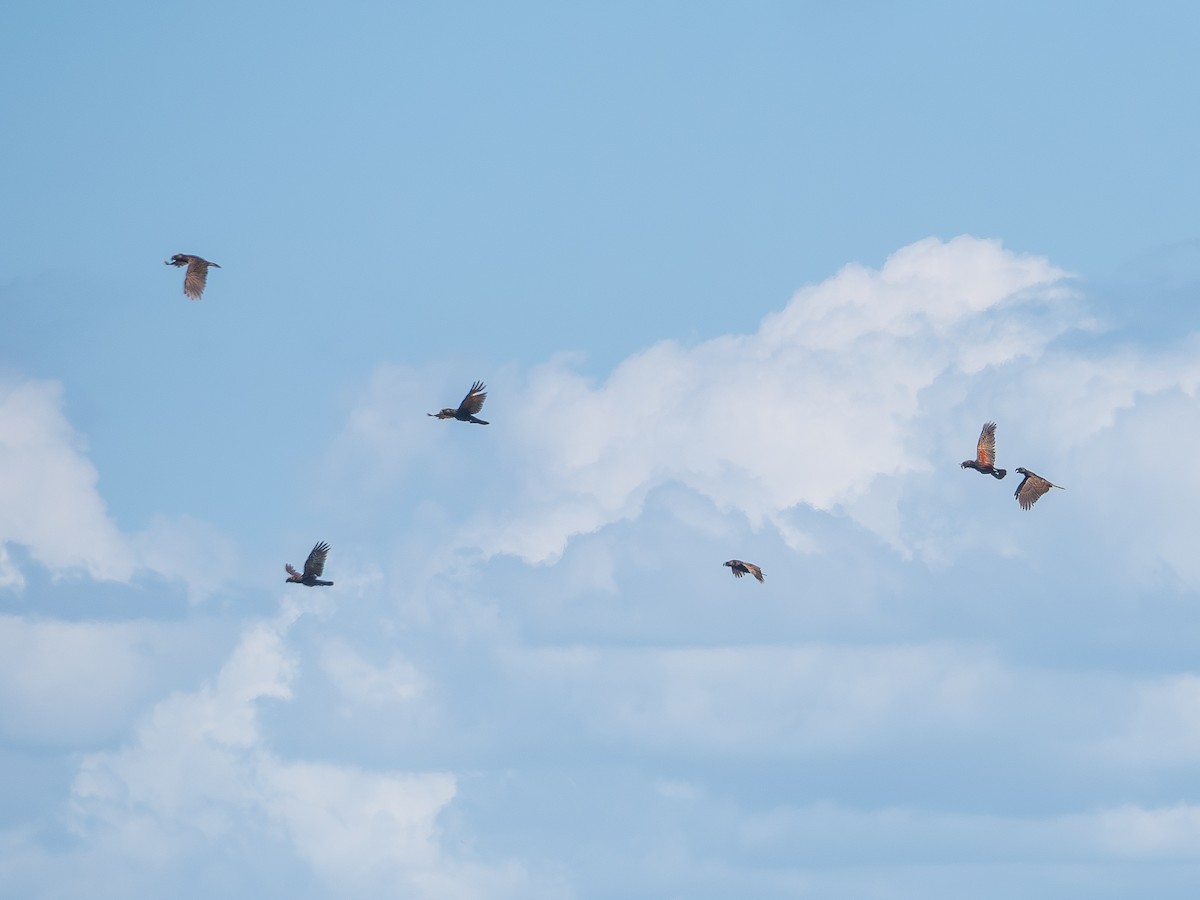 New Zealand Kaka - ML644442943