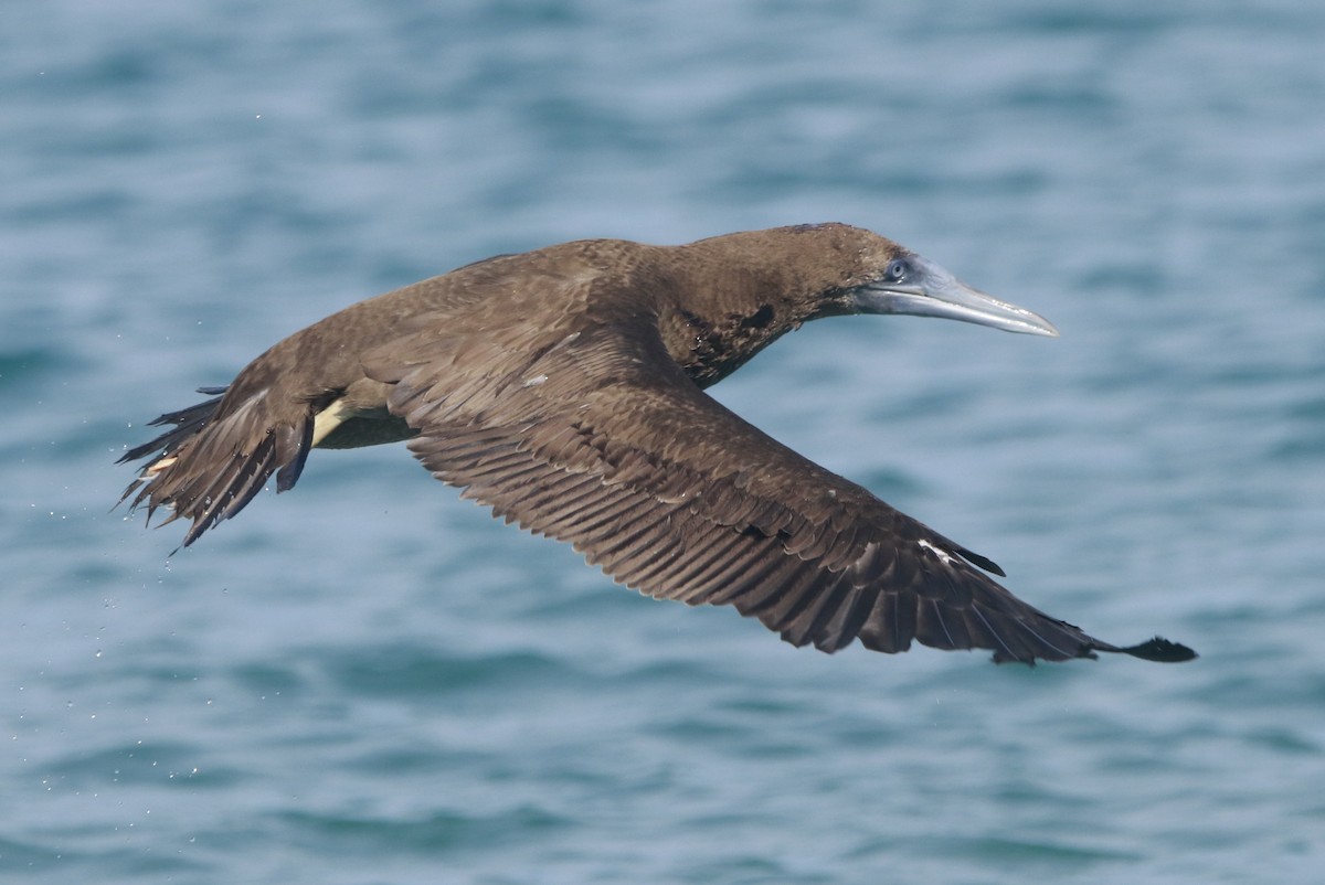 Brown Booby - ML644442945