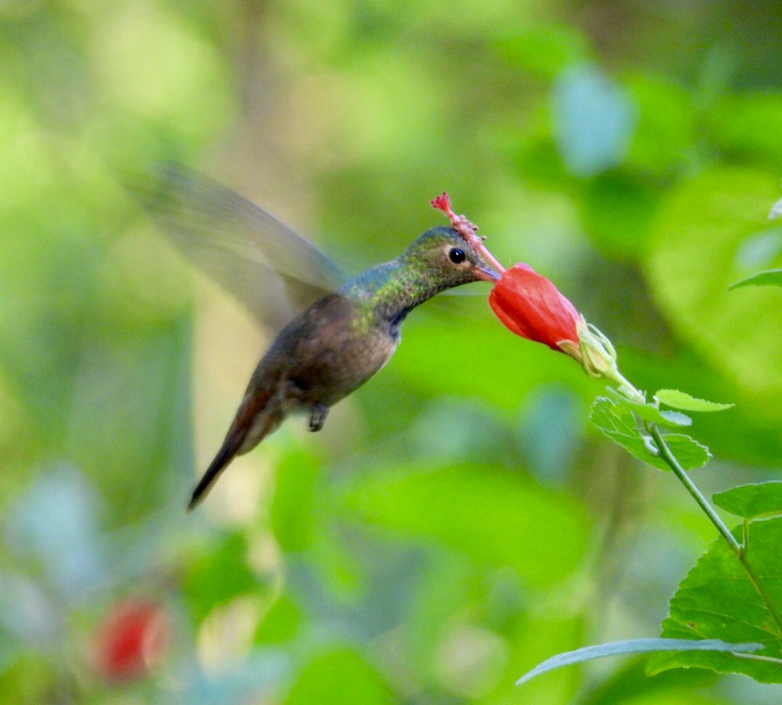 yucatánkolibri - ML644442946