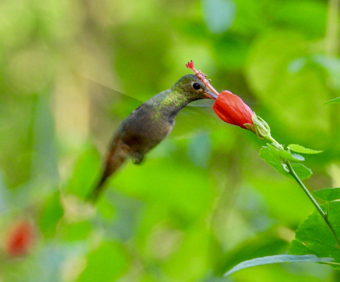 yucatánkolibri - ML644442947
