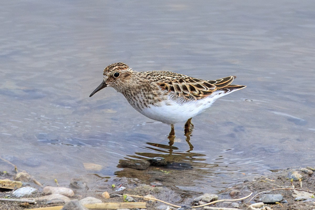 アメリカヒバリシギ - ML644442948