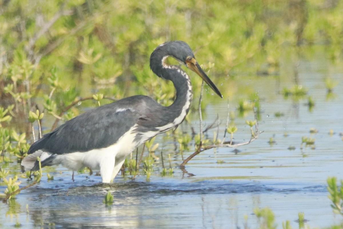 Tricolored Heron - ML644442950
