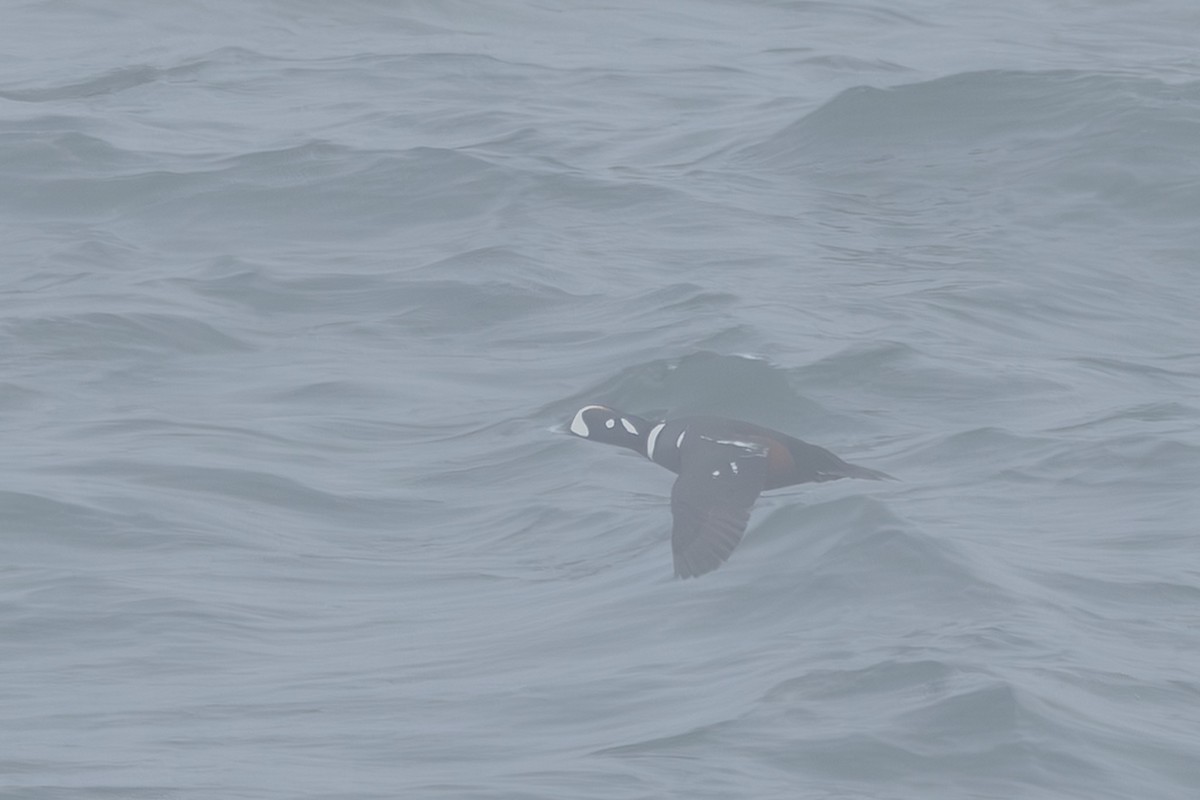Harlequin Duck - ML644442953