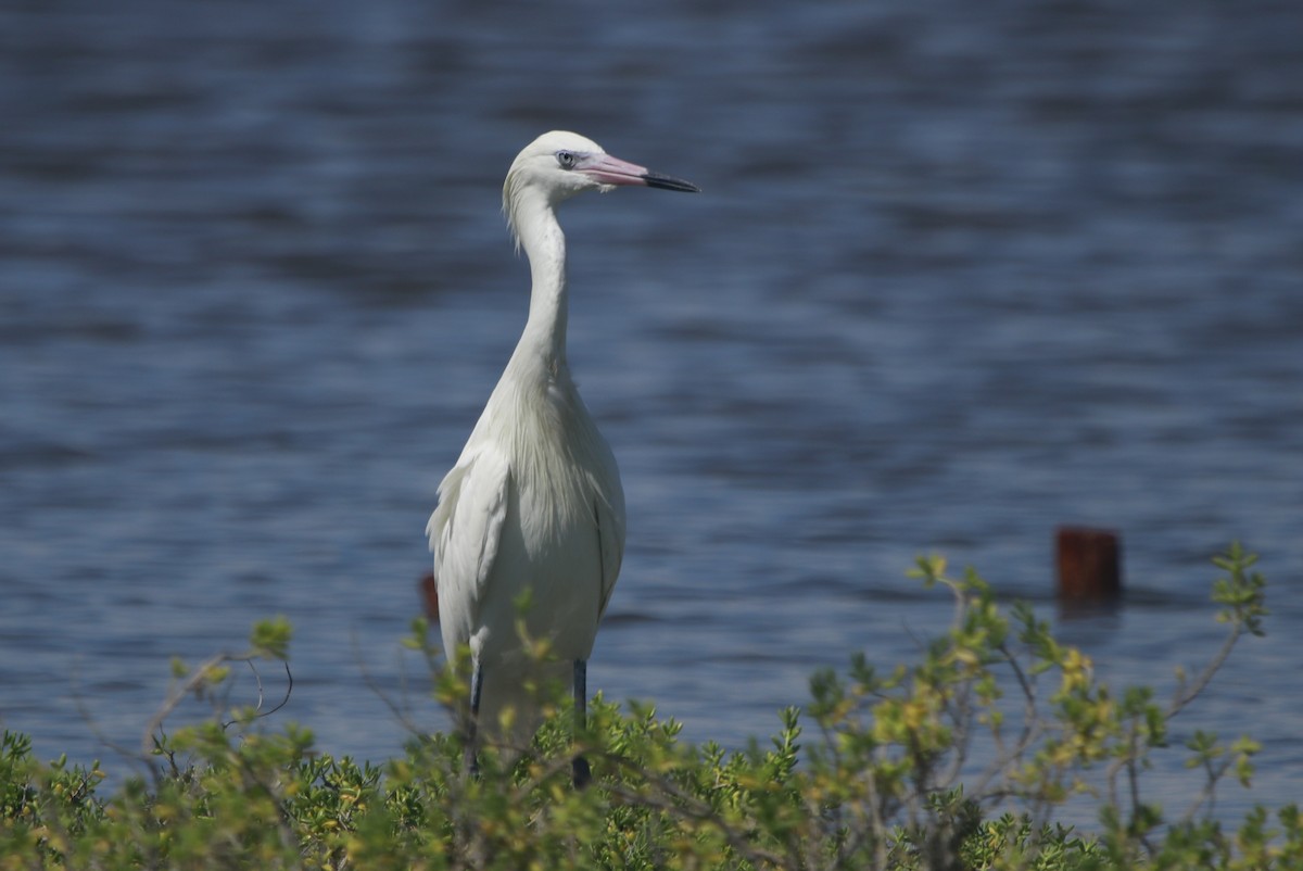 Reddish Egret - ML644442954