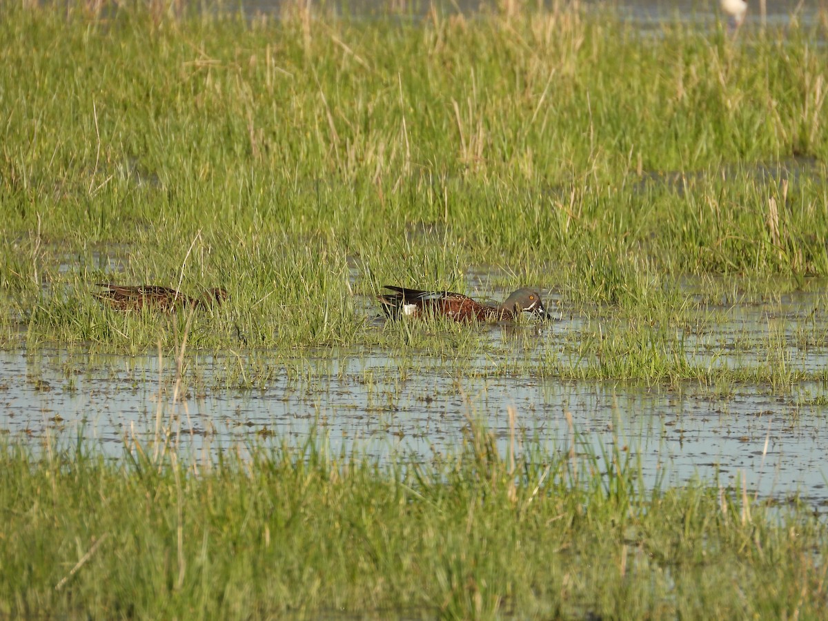 Австралийская широконоска - ML644442960