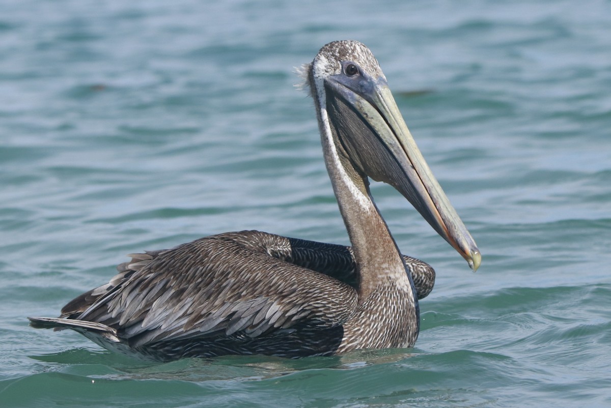 Brown Pelican - ML644442974