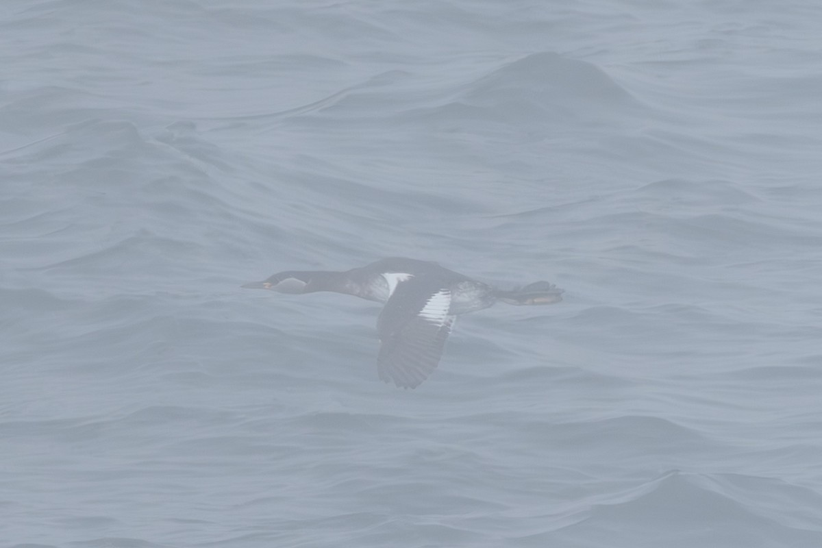 Somormujo Cuellirrojo - ML644442975