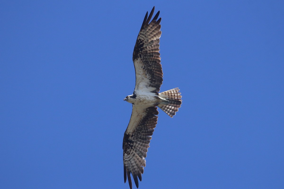 魚鷹 - ML644442979