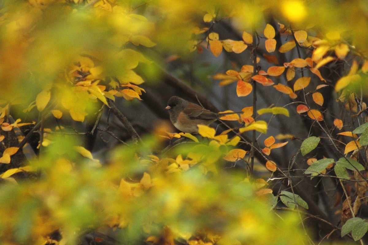 Winterammer - ML644442980