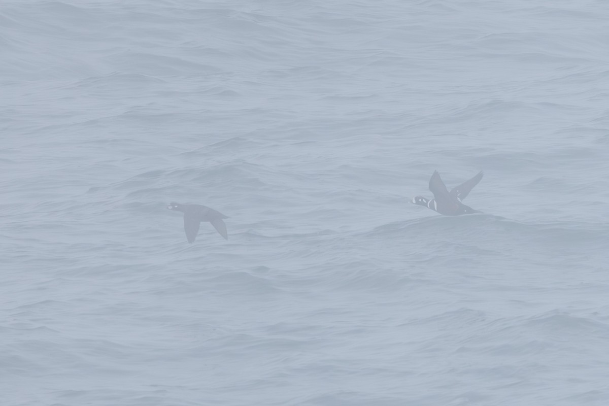 Harlequin Duck - ML644442981