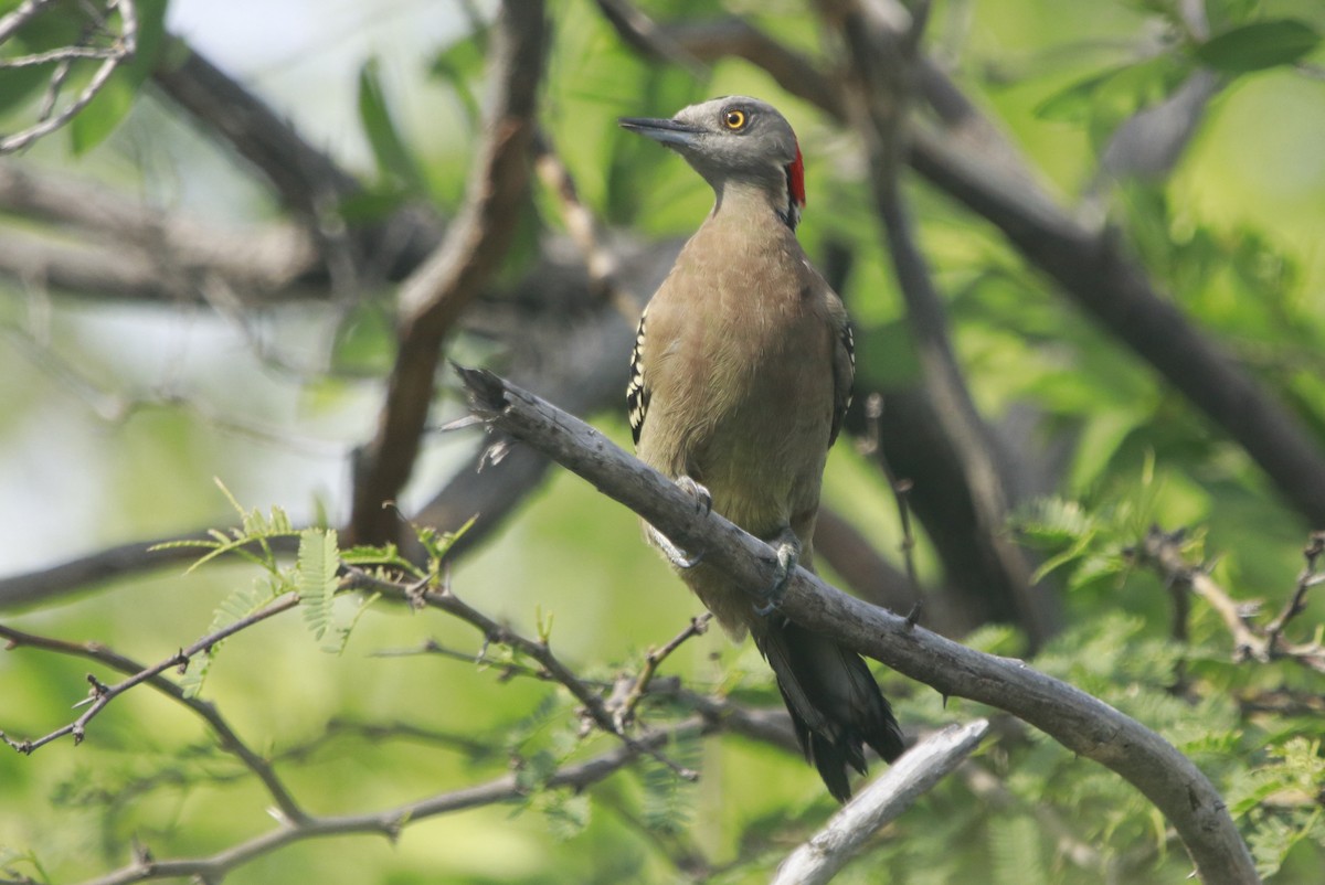 Hispaniolan Woodpecker - ML644442989