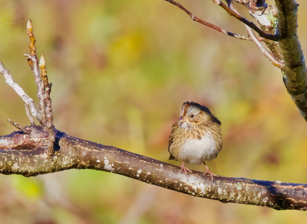 Lincoln's Sparrow - ML644442991