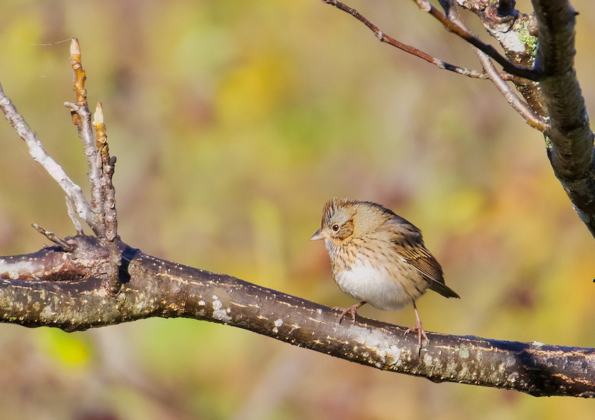 Lincoln's Sparrow - ML644442992