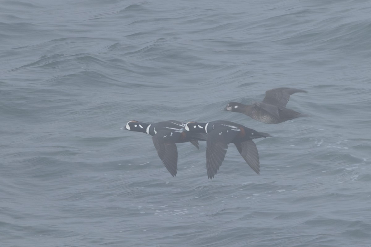 Harlequin Duck - ML644442993