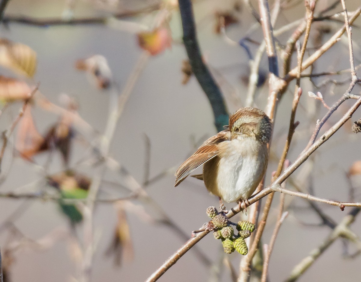 Swamp Sparrow - ML644443002