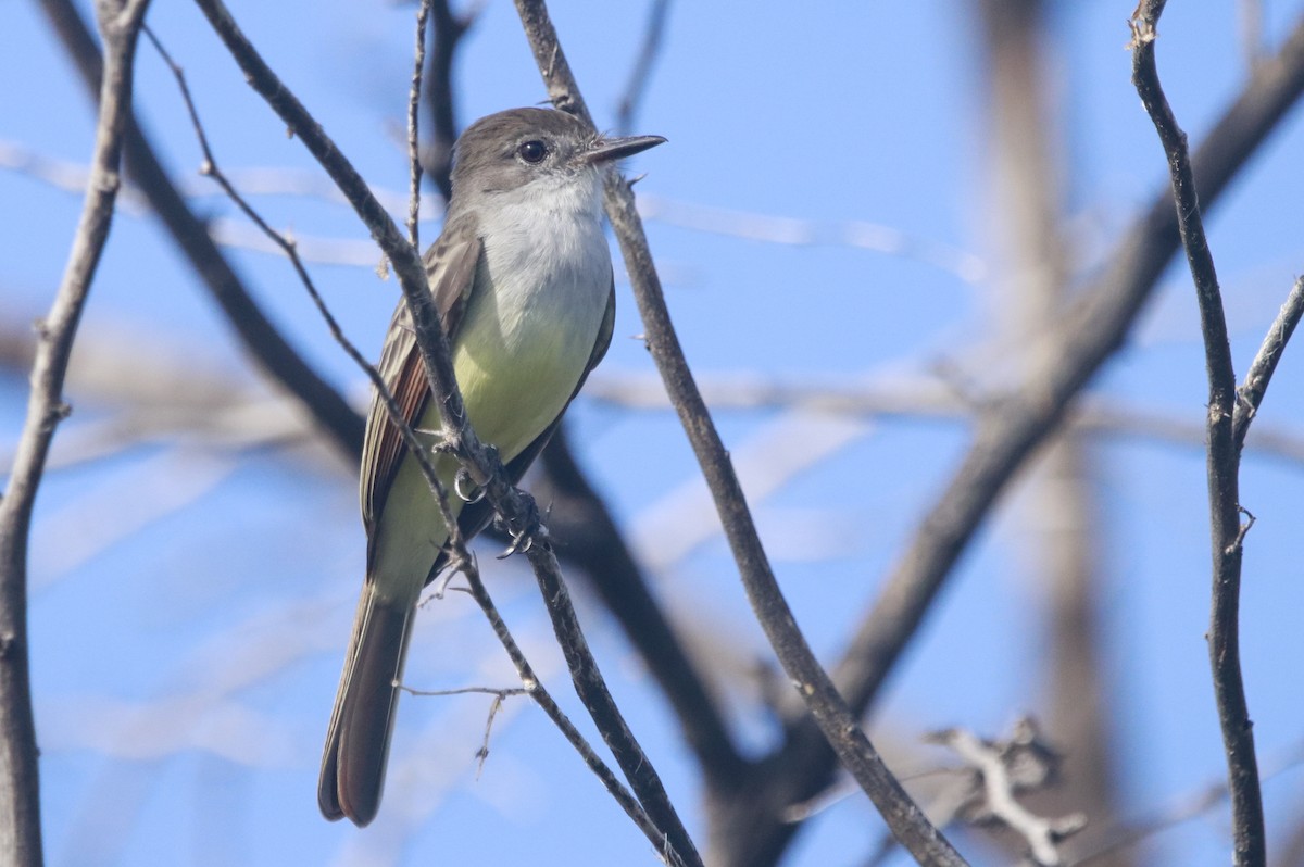 Hispanyola Sinekkapanı - ML644443008