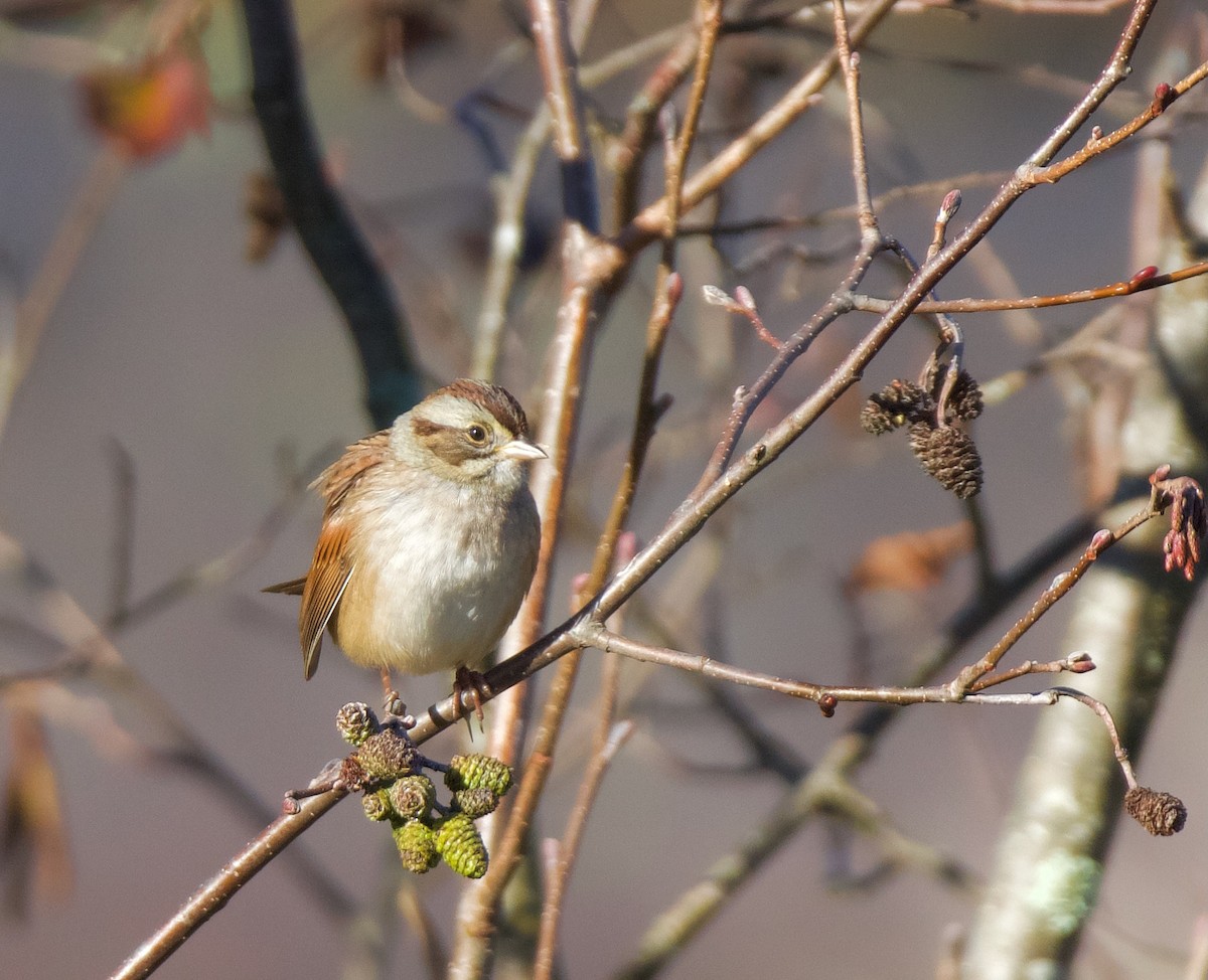 Swamp Sparrow - ML644443009