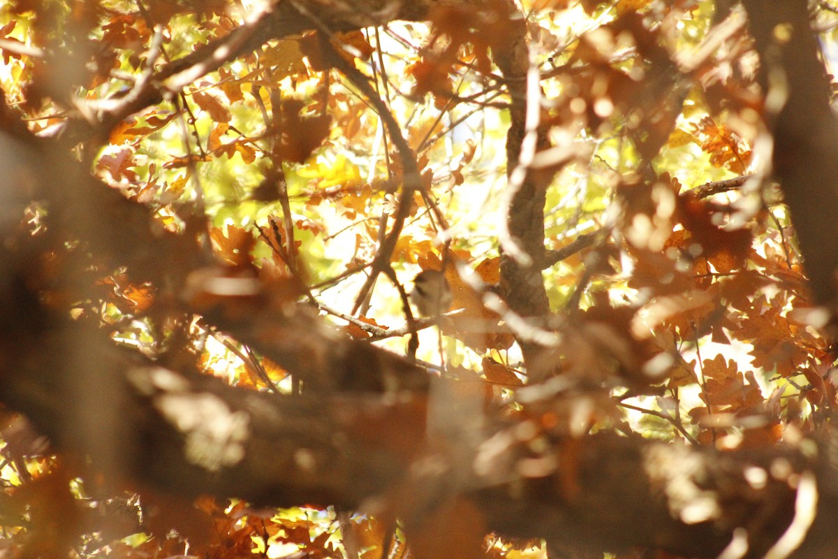 Black-capped Chickadee - ML644443010