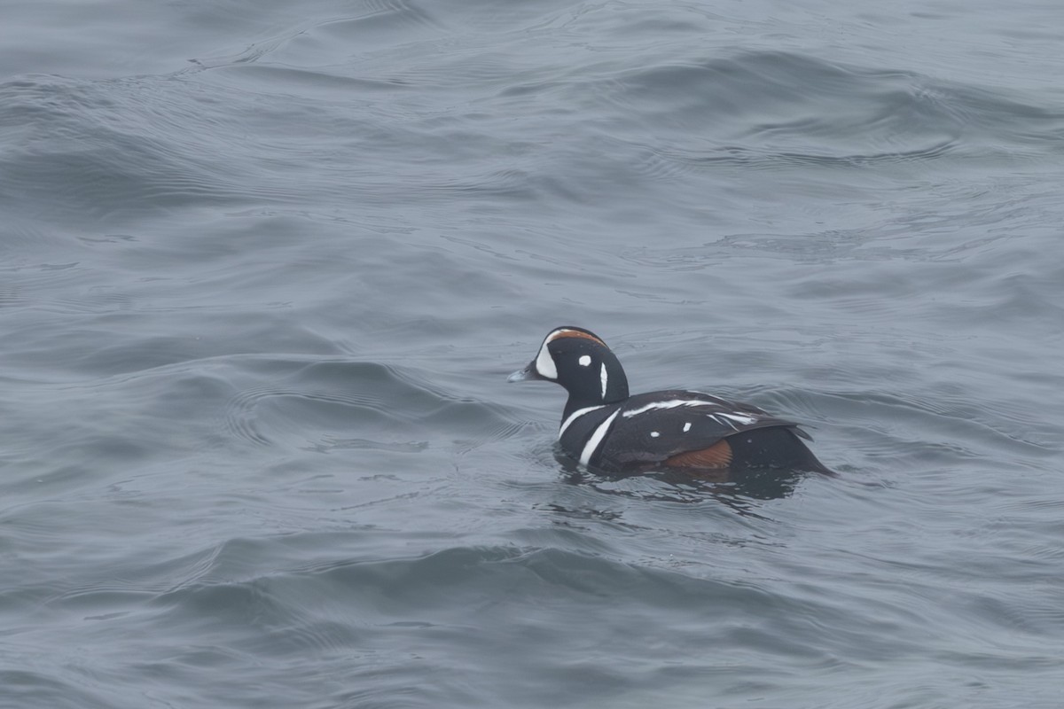 Harlequin Duck - ML644443013
