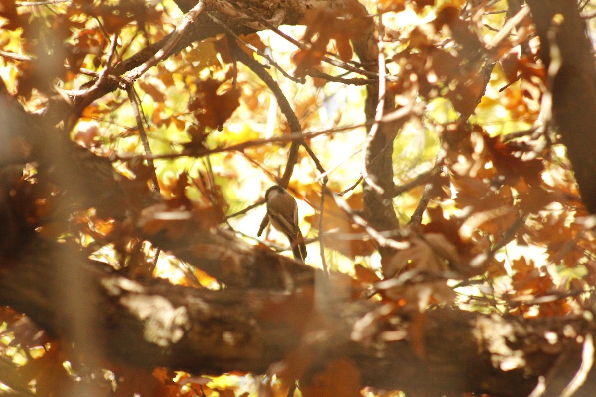 Black-capped Chickadee - ML644443017