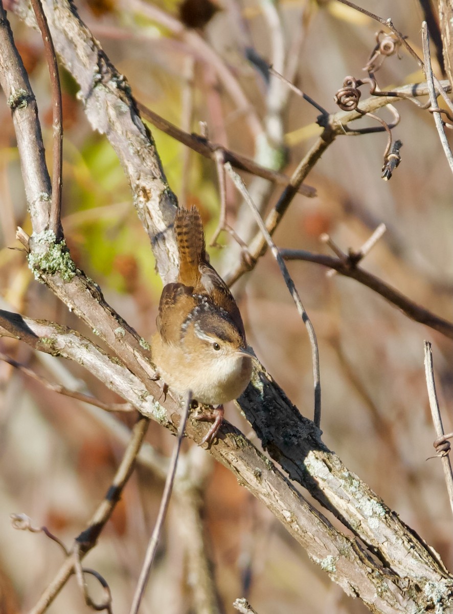 Marsh Wren - ML644443018