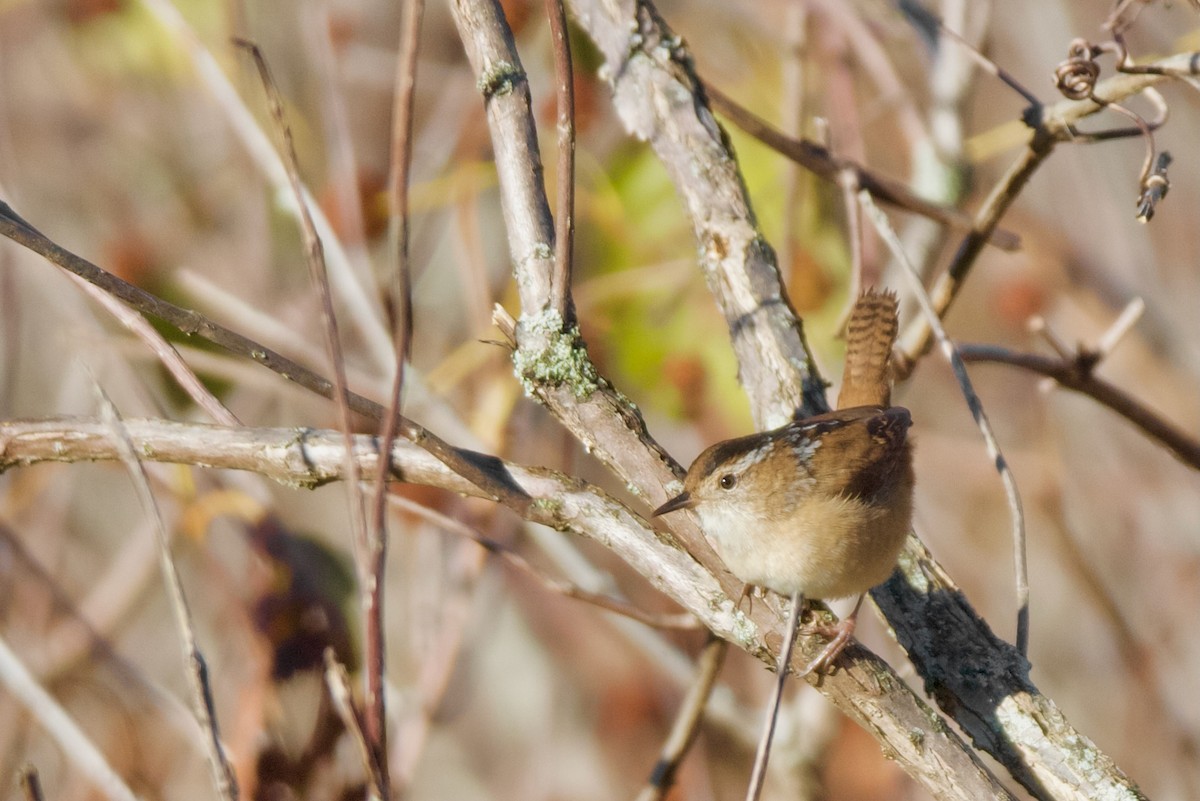 Marsh Wren - ML644443019