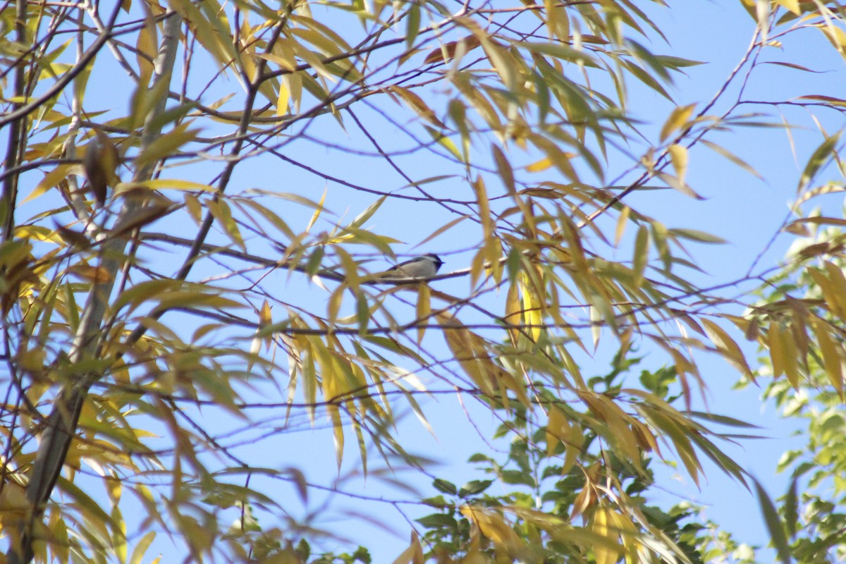 Black-capped Chickadee - ML644443021
