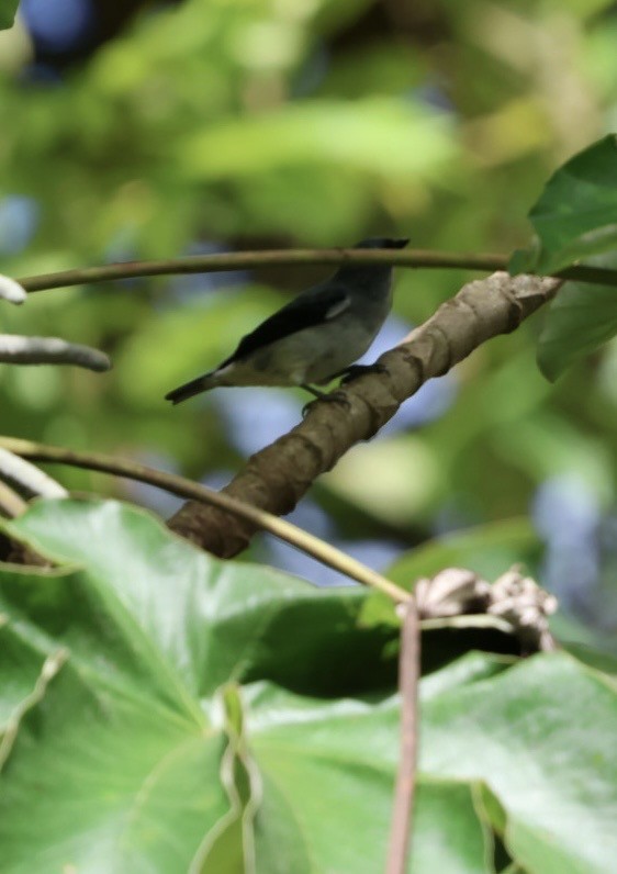 Plain-colored Tanager - ML644443025