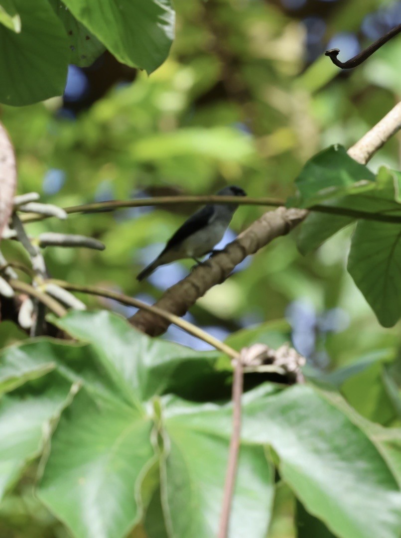 Plain-colored Tanager - ML644443026