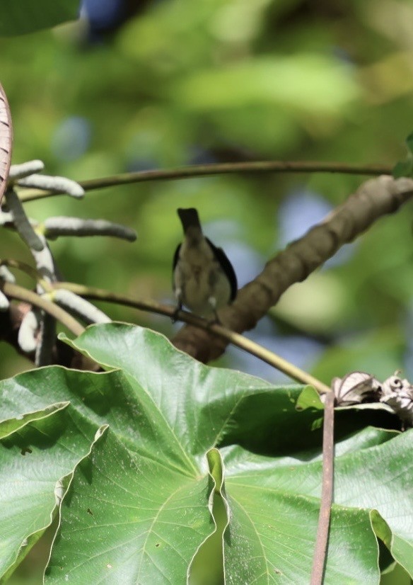 Plain-colored Tanager - ML644443027