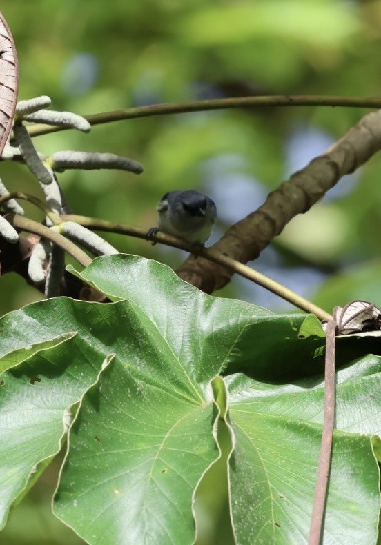 Plain-colored Tanager - ML644443028