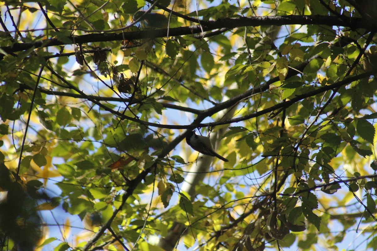 Black-capped Chickadee - ML644443044