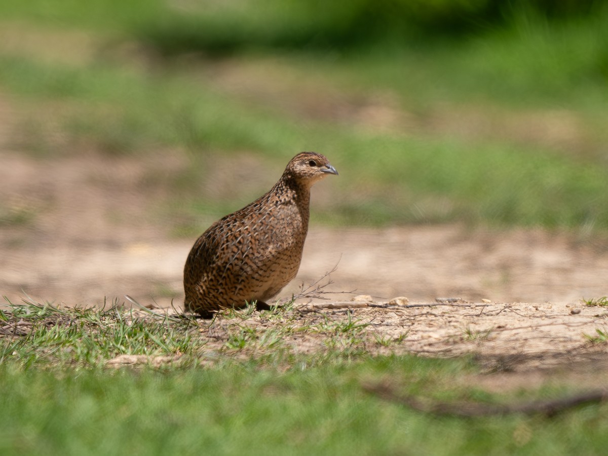 Перепілка бура - ML644443046