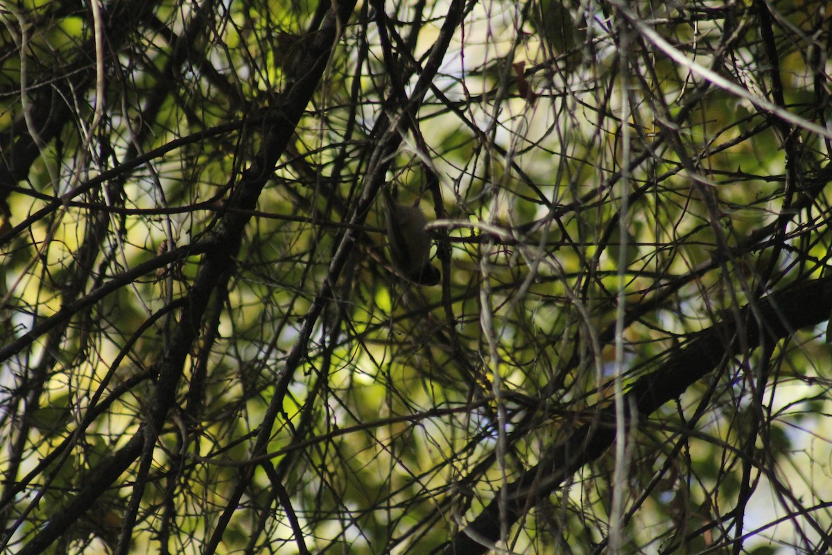 Black-capped Chickadee - ML644443049