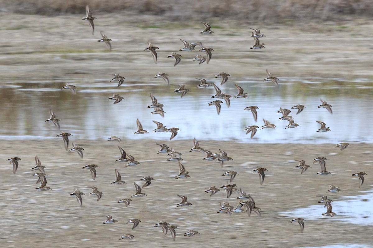 アメリカヒバリシギ - ML644443050