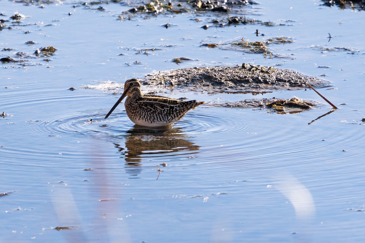 kanadabekkasin - ML644443073