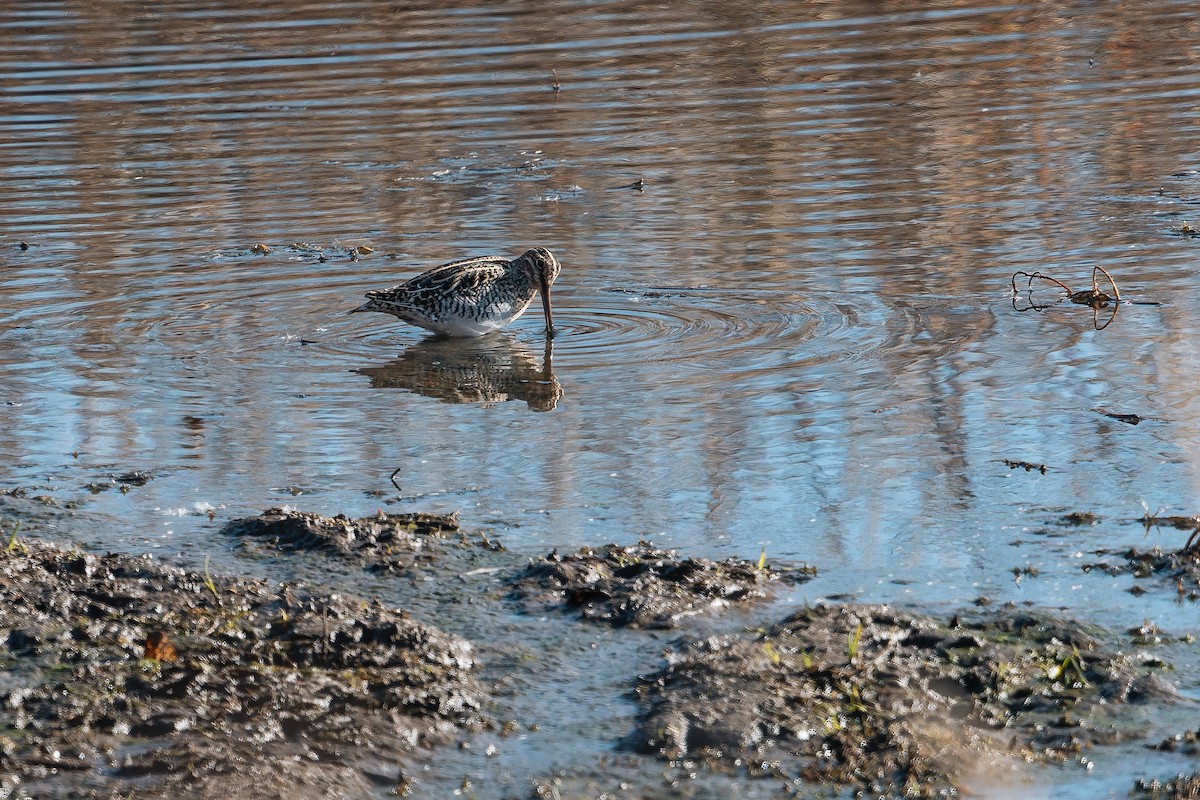 kanadabekkasin - ML644443075