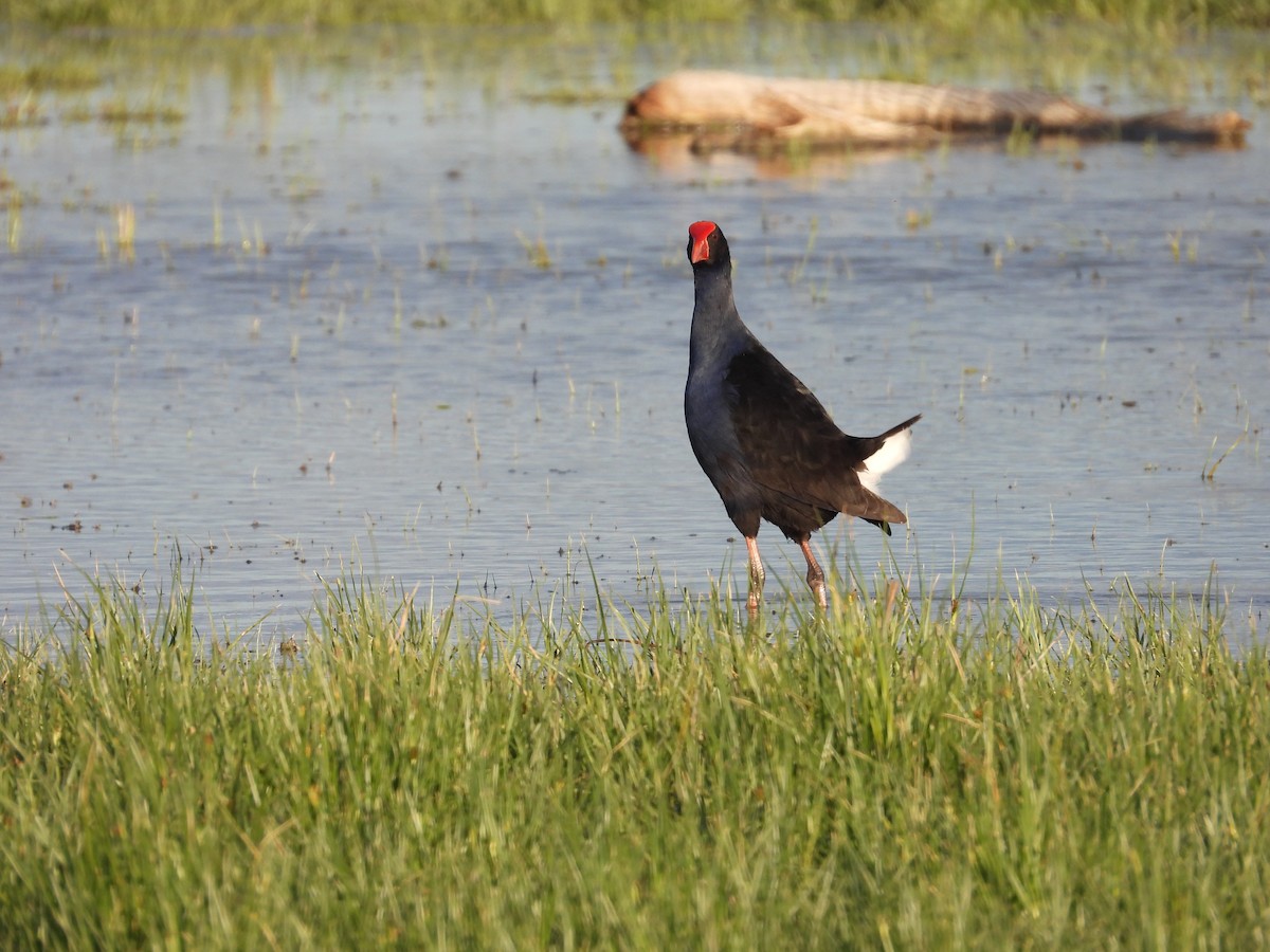 Australasian Swamphen - ML644443077