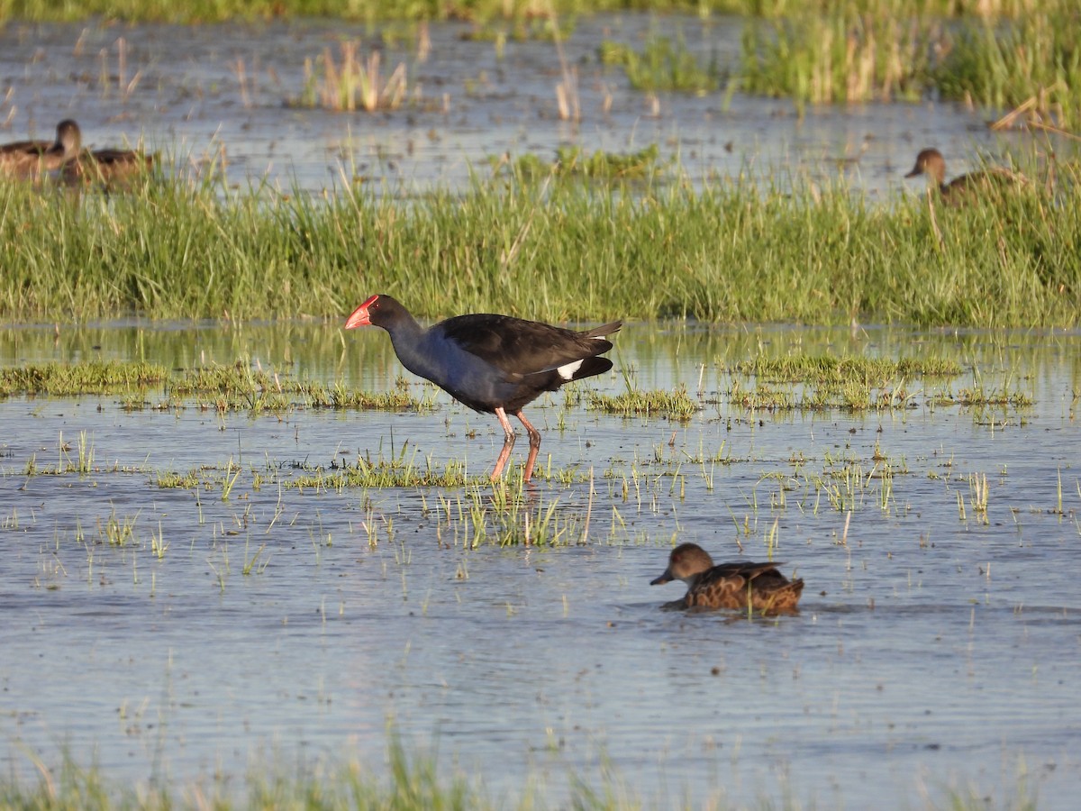 Australasian Swamphen - ML644443080