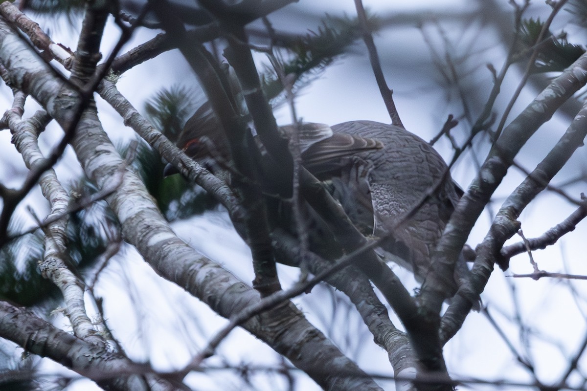 שכווי יערות - ML644443081
