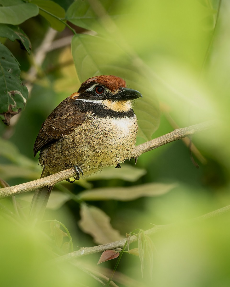 Chestnut-capped Puffbird - ML644443082