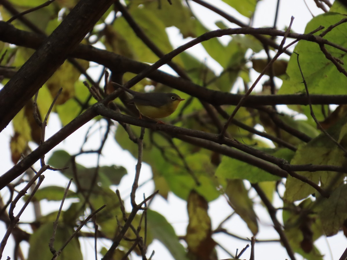 Canada Warbler - ML644443085