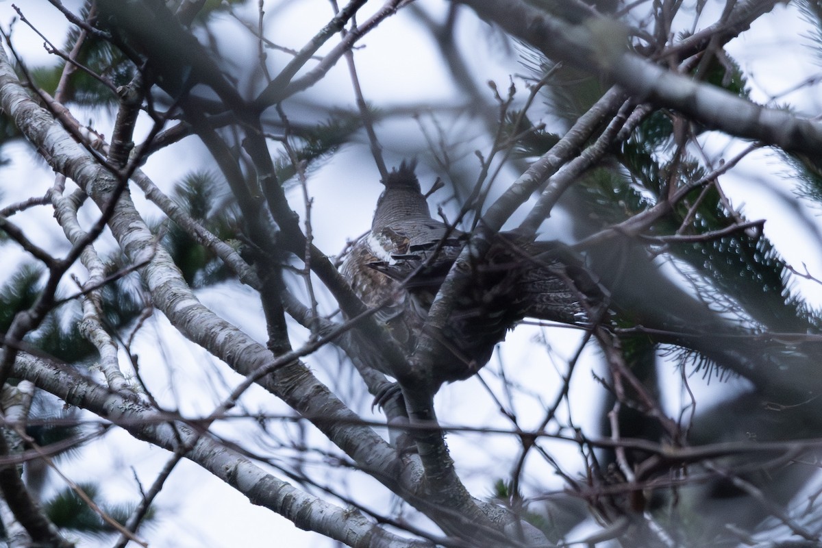 שכווי יערות - ML644443086