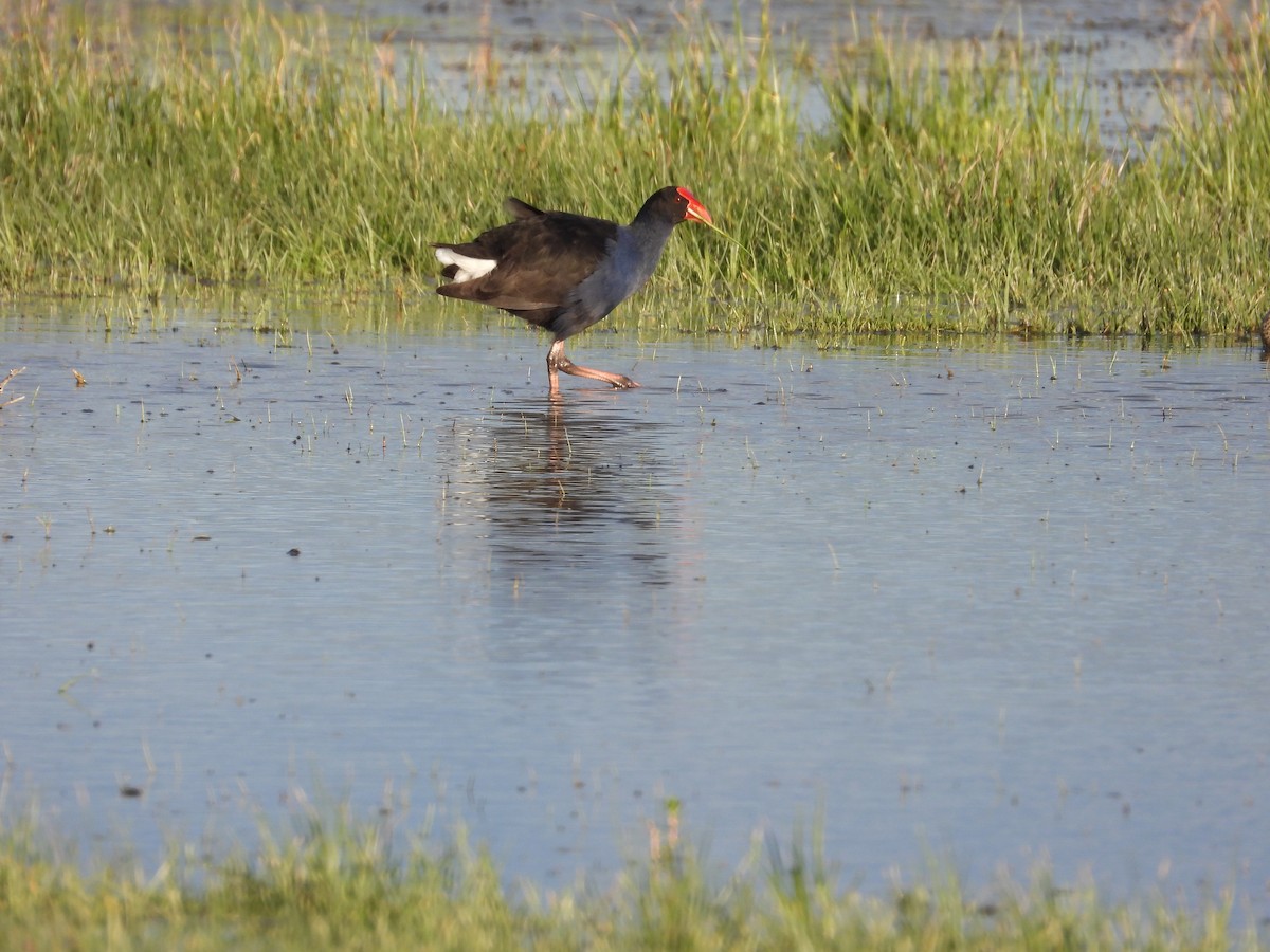 Australasian Swamphen - ML644443088