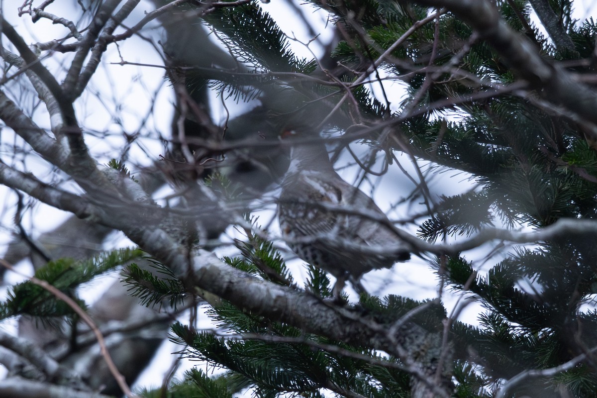 שכווי יערות - ML644443090