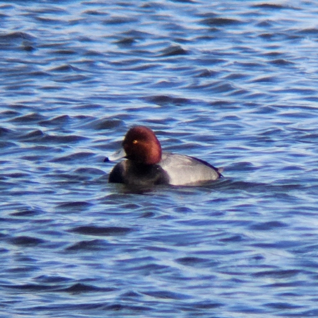 Redhead - ML644443130