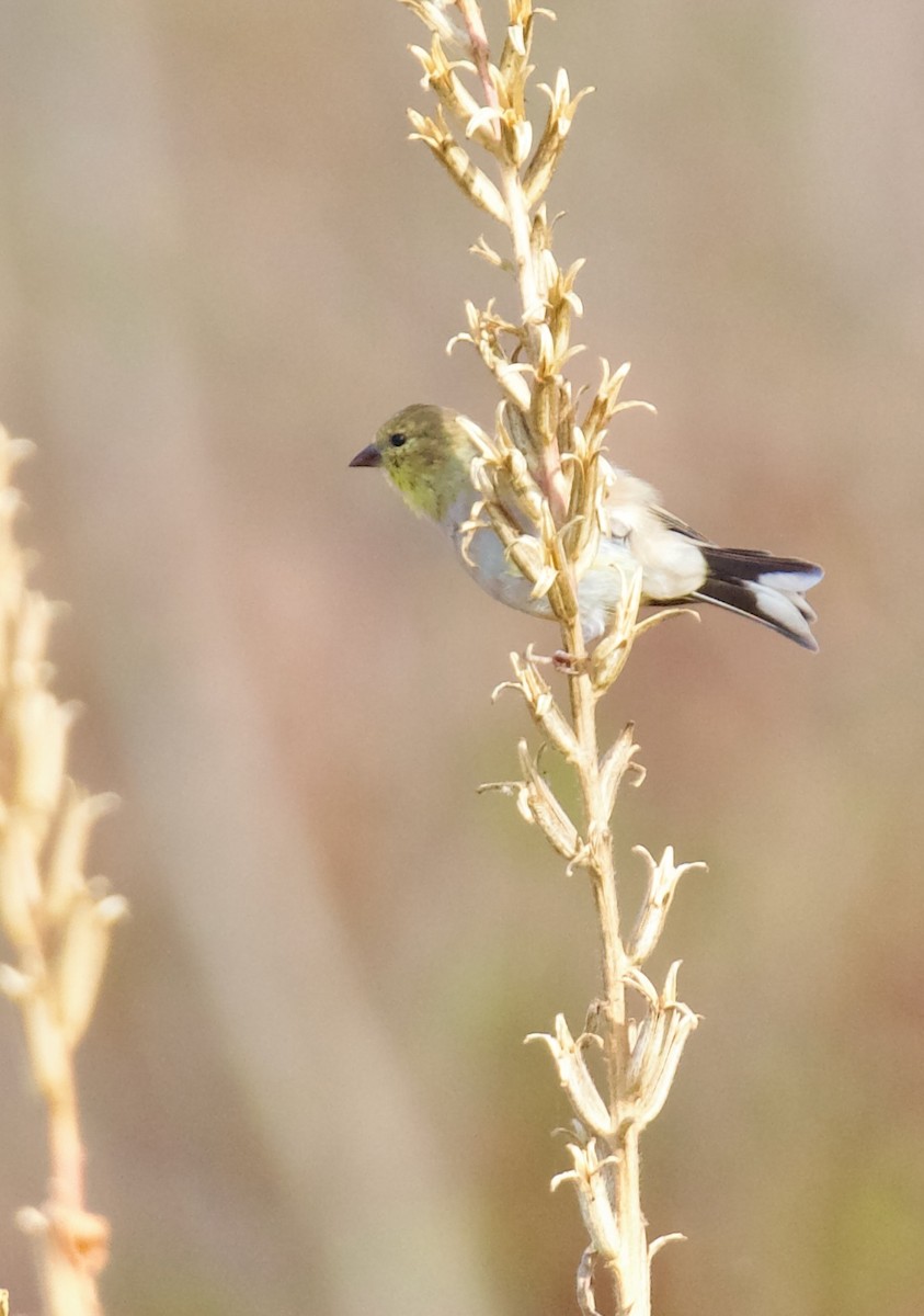 American Goldfinch - ML644443137
